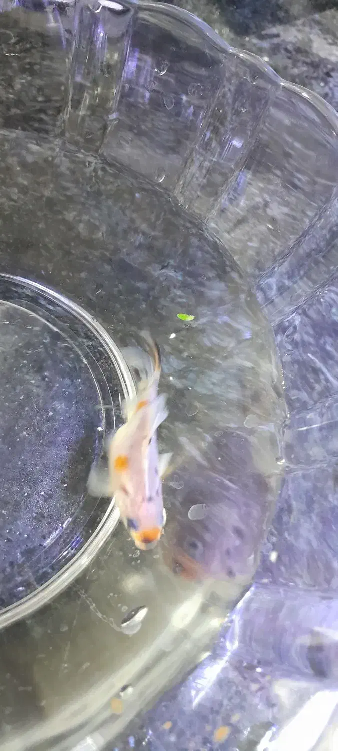 گلد فیشgold fish.معاوضه با گوپی|ماهی|شیراز, شهرک مدرس|دیوار