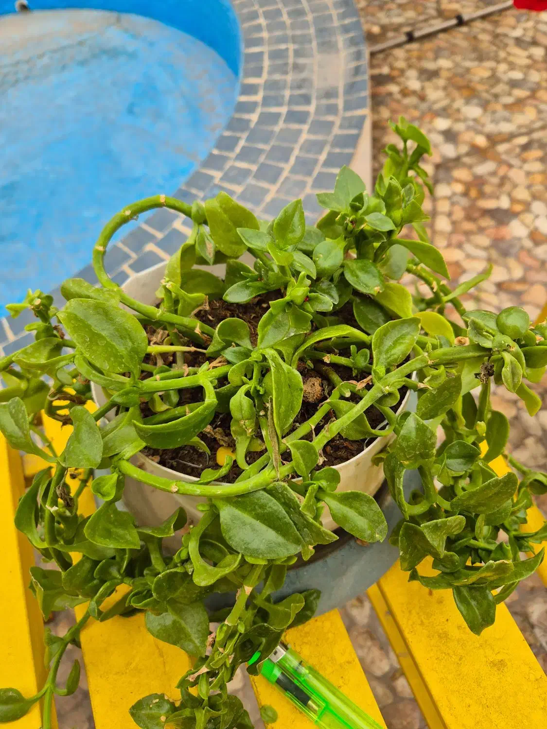 گلدان طبیعی سلامت و شاداب|گل و گیاه طبیعی|تهران, سهروردی|دیوار