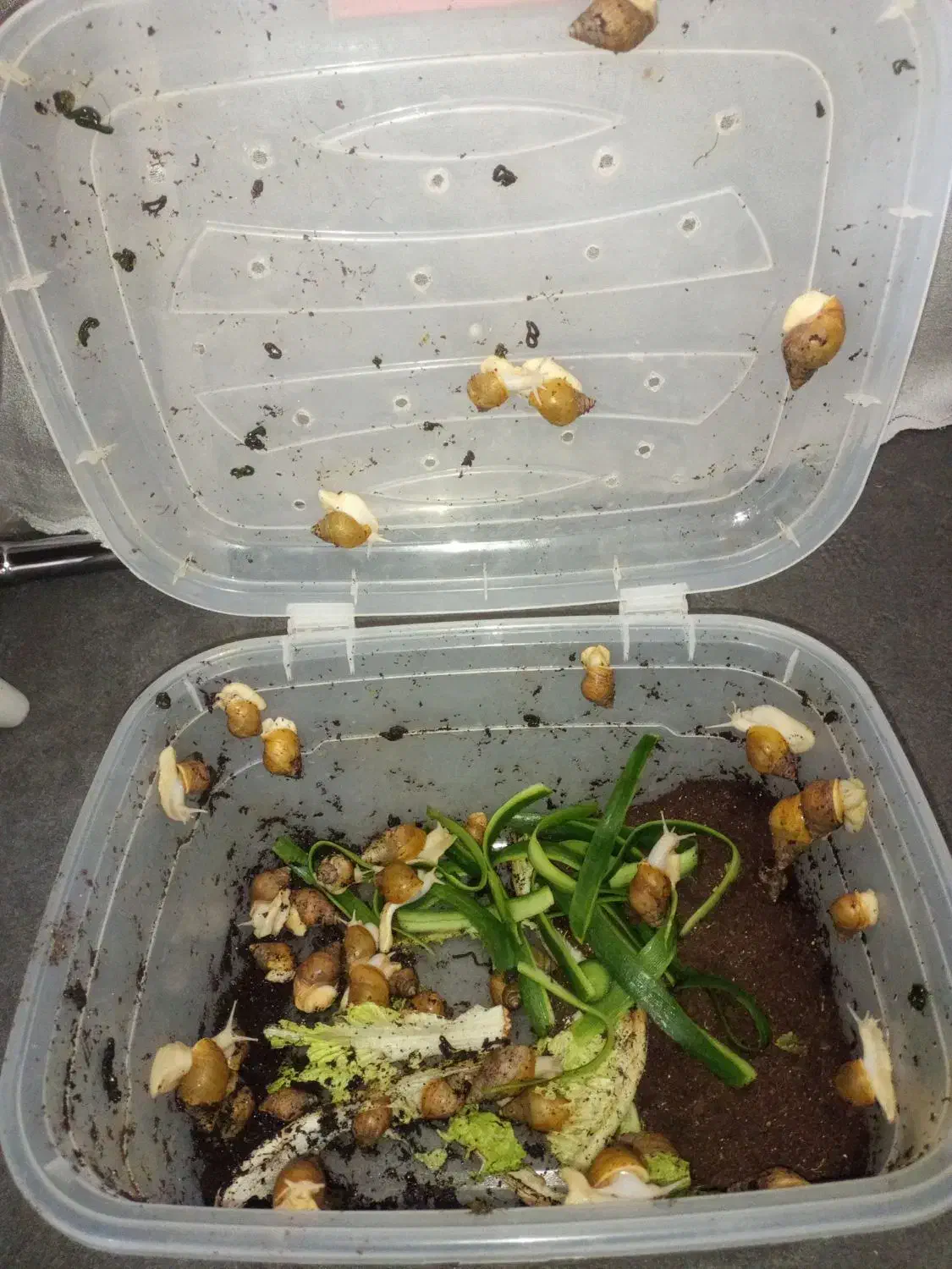 حلزون|خزنده|قم, شاه ابراهیم|دیوار