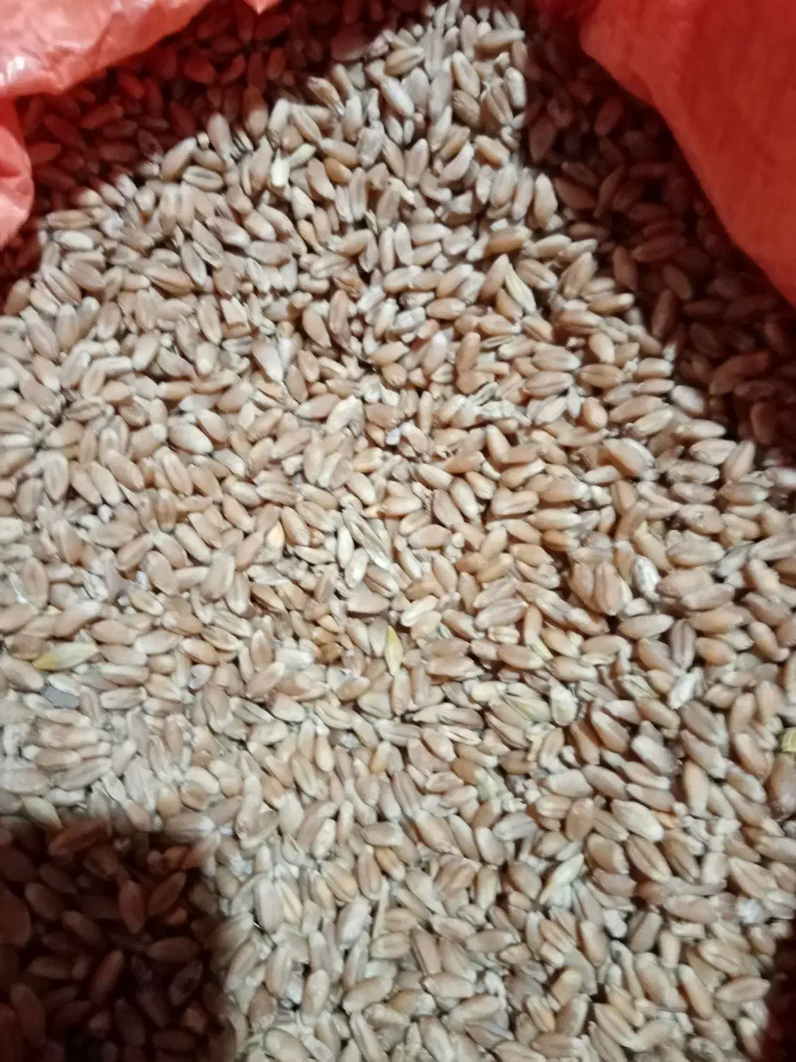 فروش بذر گندم و باقلا و سیر بذربرنج بهنام|عمده‌فروشی|کوهی‌خیل, |دیوار