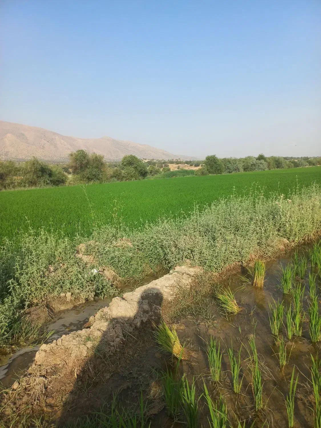 برنج کامفیروزی|خوردنی و آشامیدنی|شیراز, درکی|دیوار