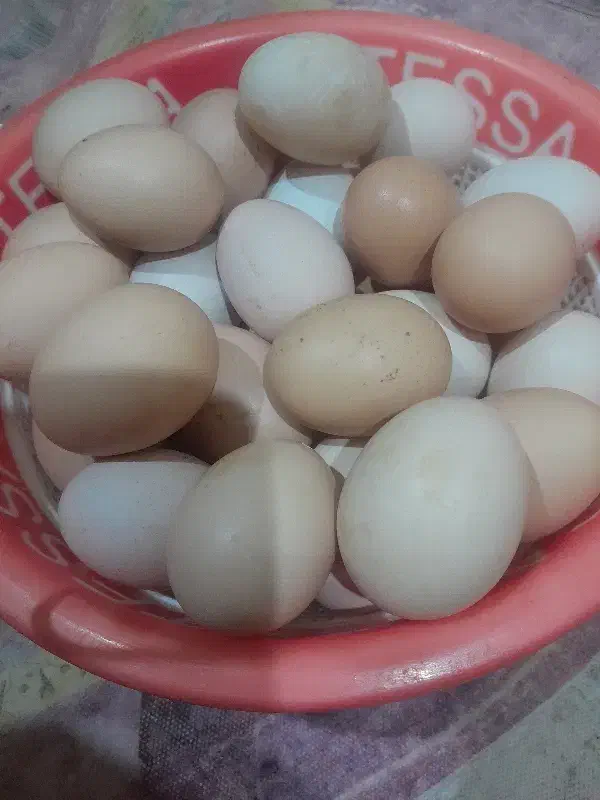 تخم‌مرغ محلی|خوردنی و آشامیدنی|خوی, |دیوار