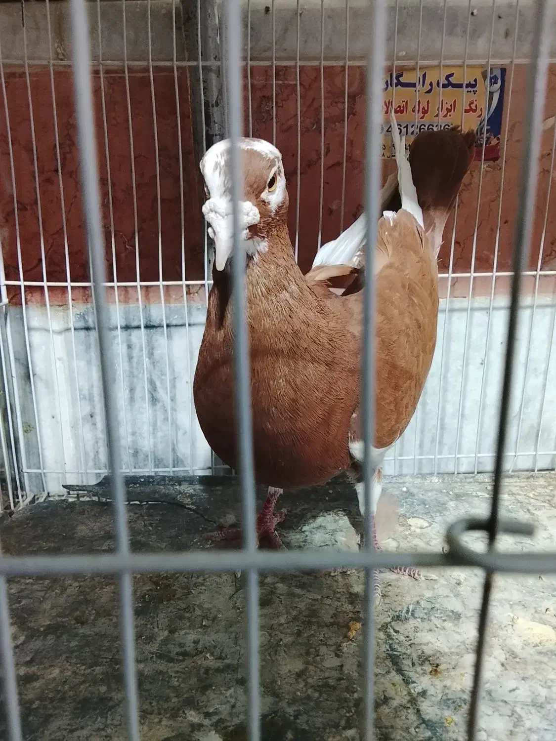 کفتر|پرنده|چناران, |دیوار