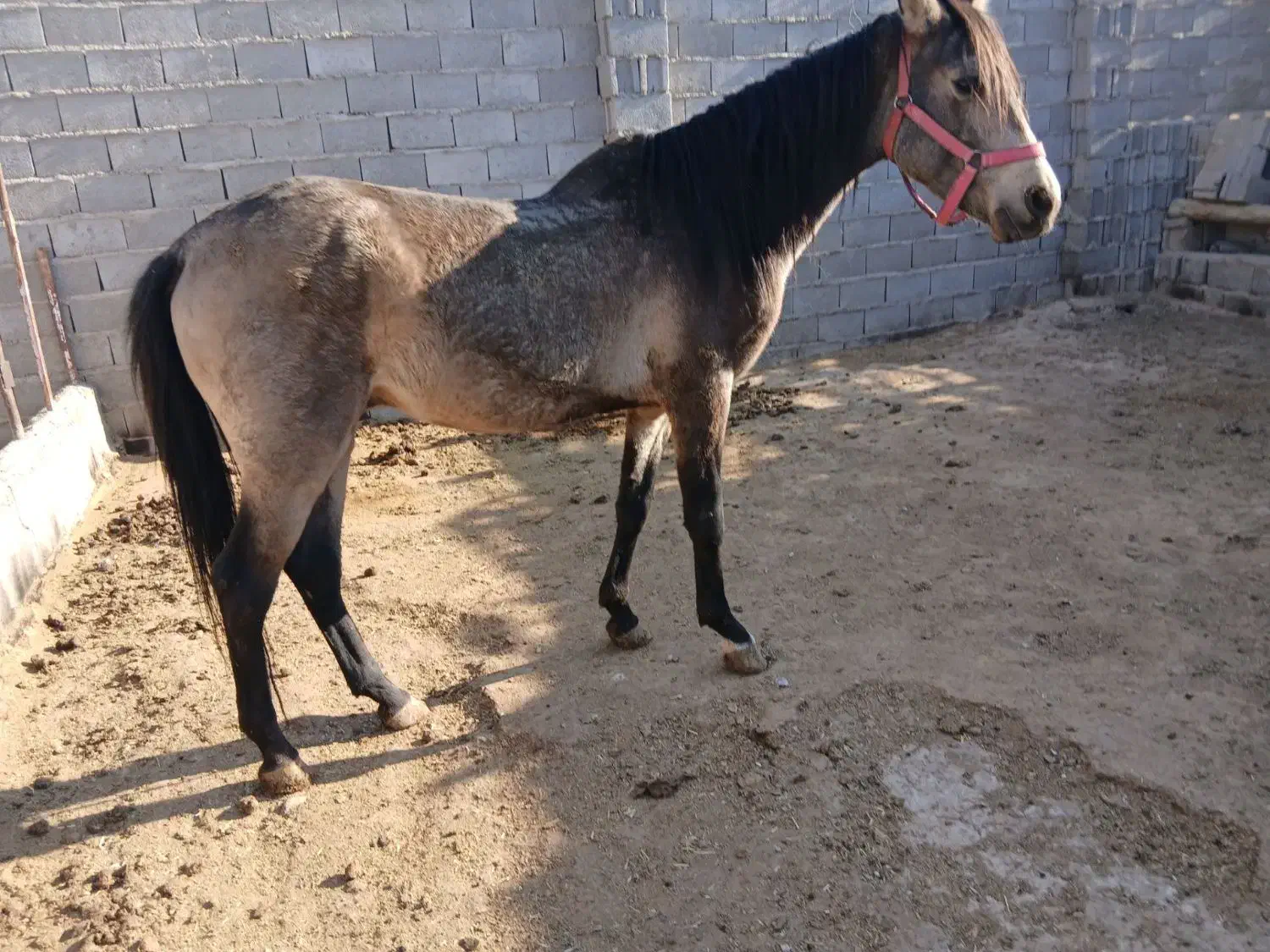 اسب نریون جوان|اسب و تجهیزات اسب‌سواری|تربت جام, میان جام|دیوار