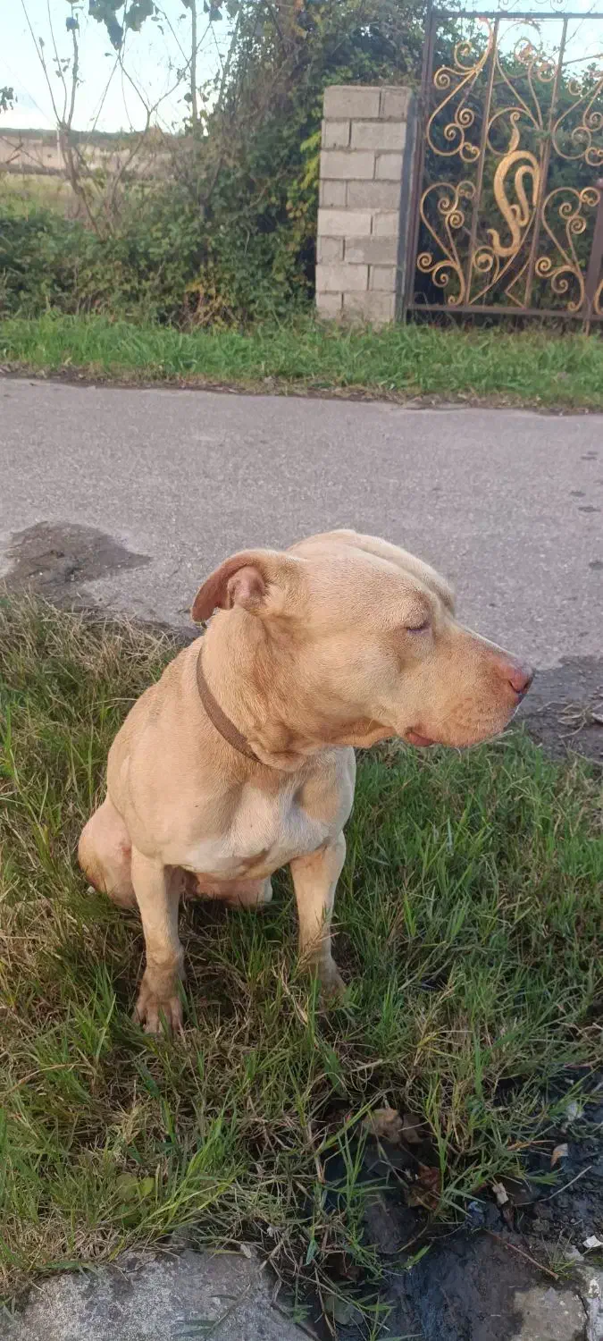 پیتپول تریر|سگ|رشت, خواهر امام|دیوار