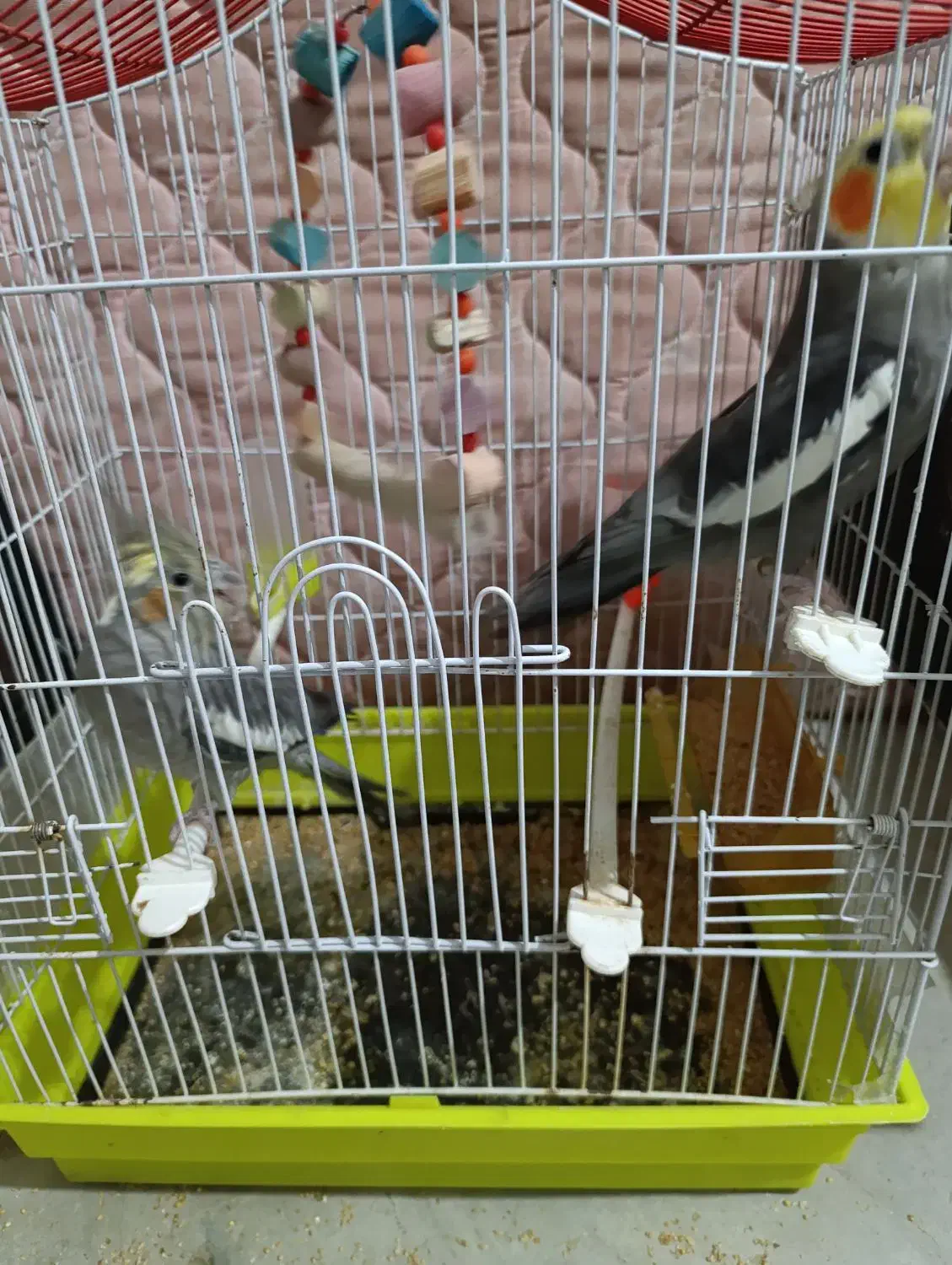 عروس هلندی نر و ماده معاوضه با کفتر|پرنده|مشهد, شهید قربانی|دیوار