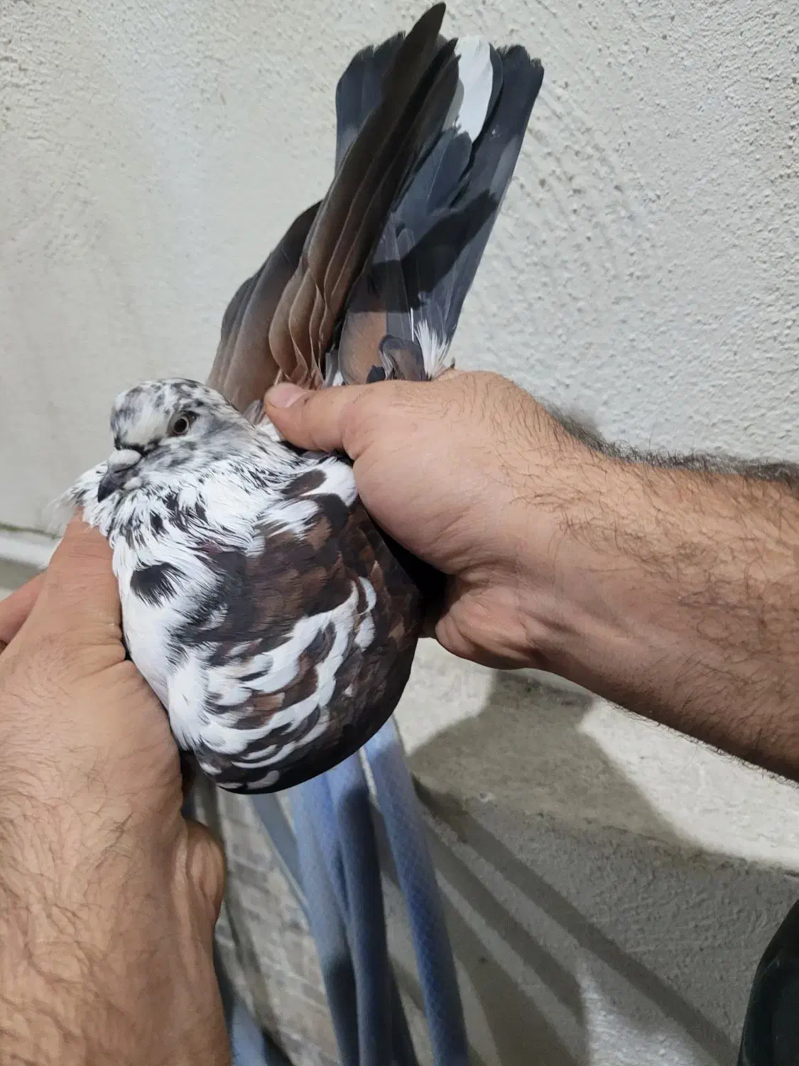 کبوترپرشی|پرنده|گرگان, |دیوار