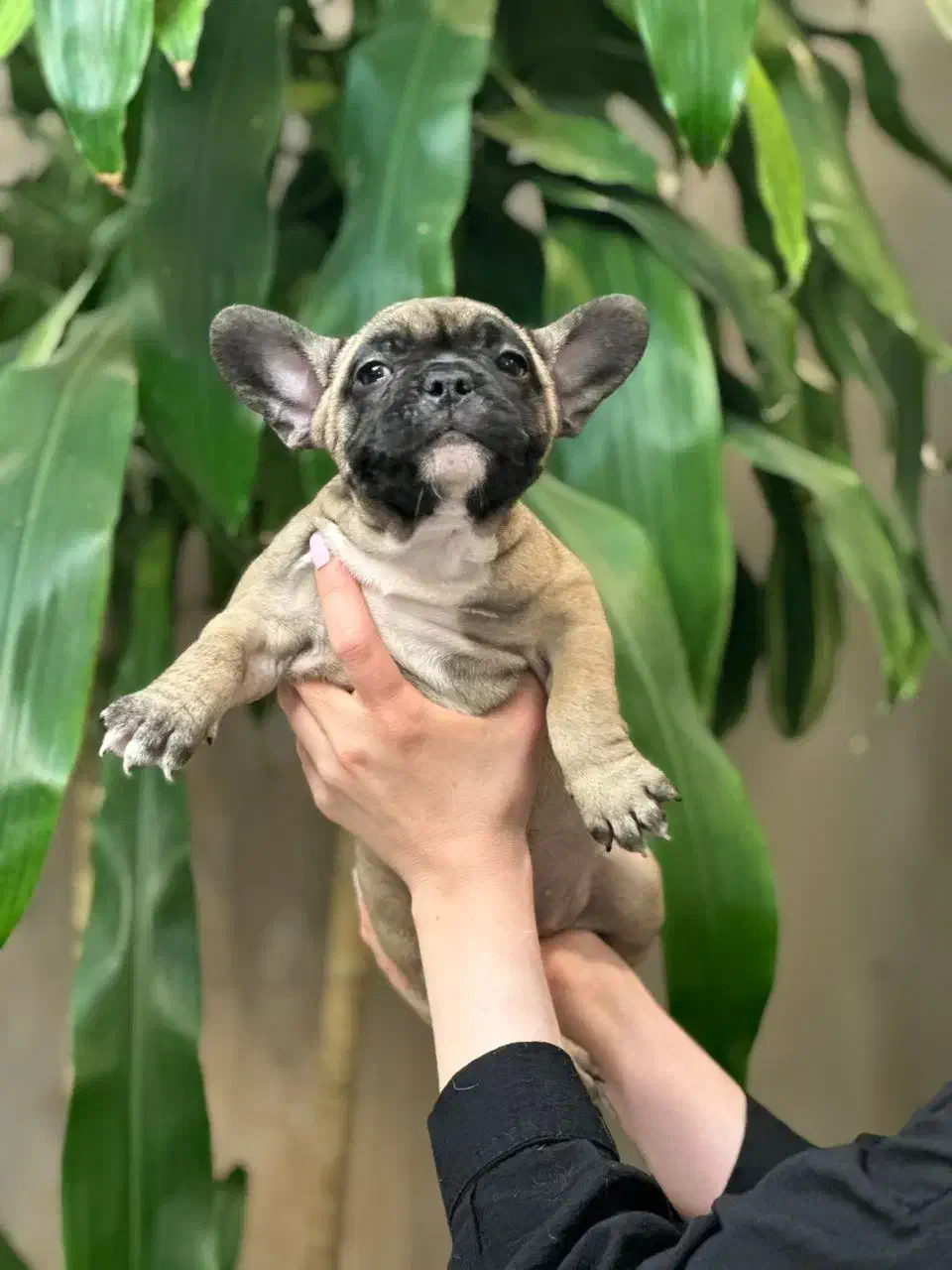 سگ فرنچ بولداگ|سگ|تهران, سهروردی|دیوار