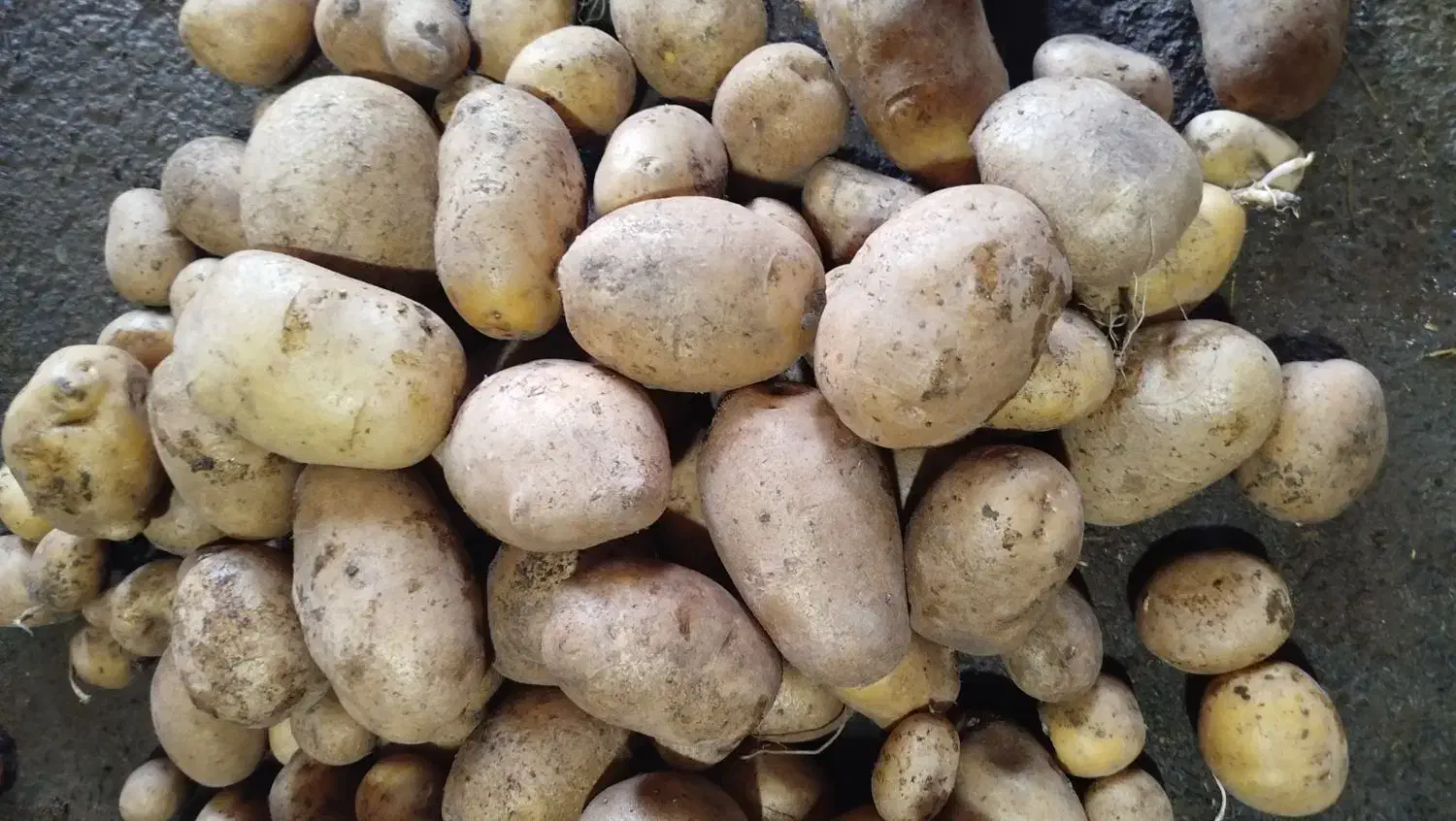 سیب زمینی|عمده‌فروشی|هیر, |دیوار