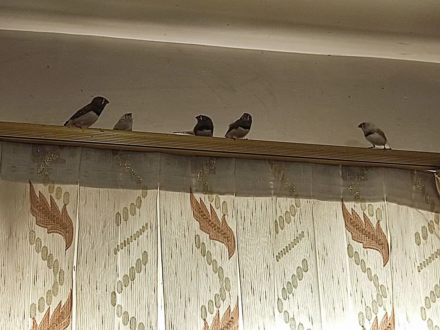 8عدد فنچ زبرا نر و ماده|پرنده|بجنورد, |دیوار