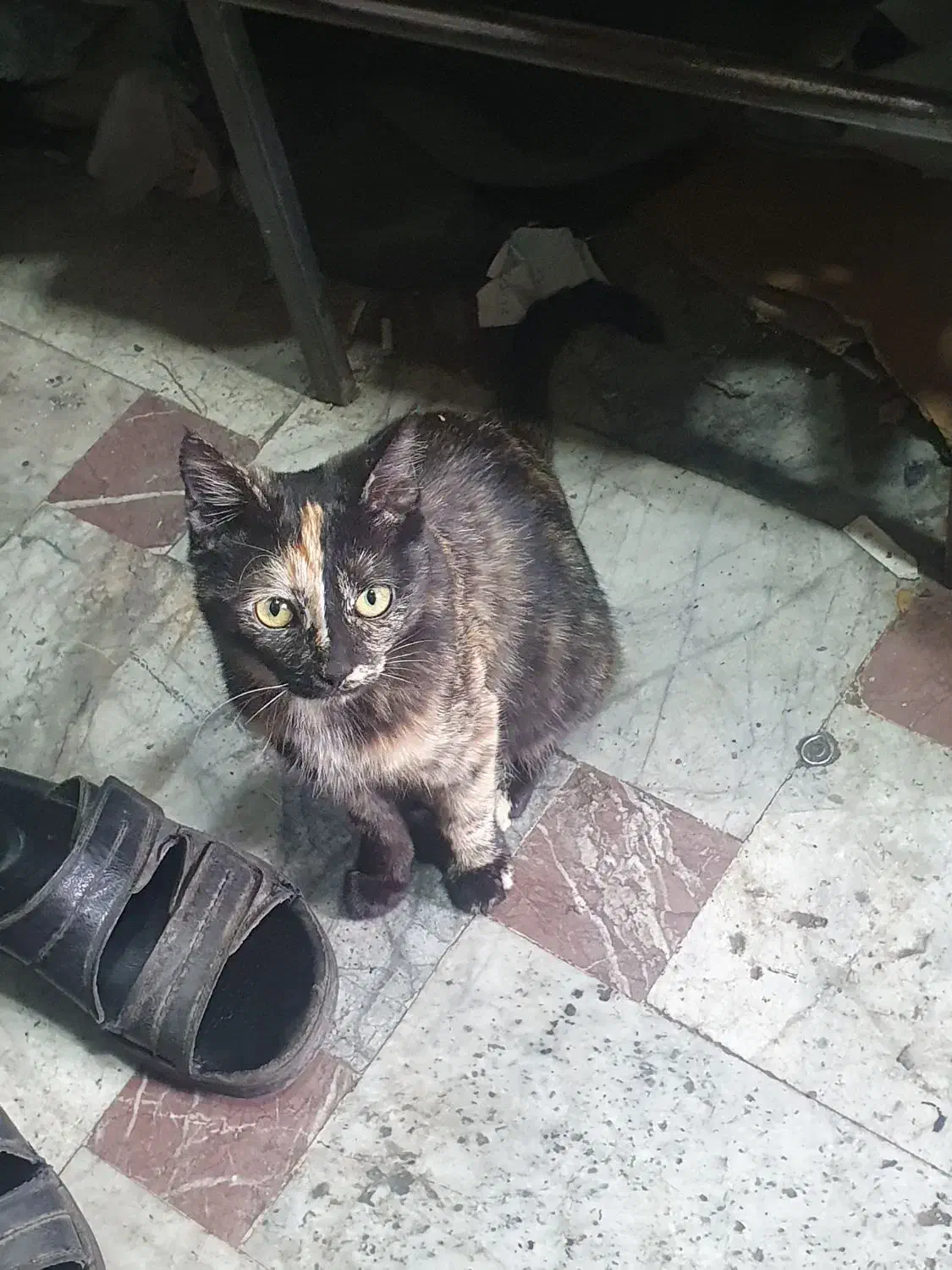 گربه گمشده|حیوانات|تبریز, |دیوار