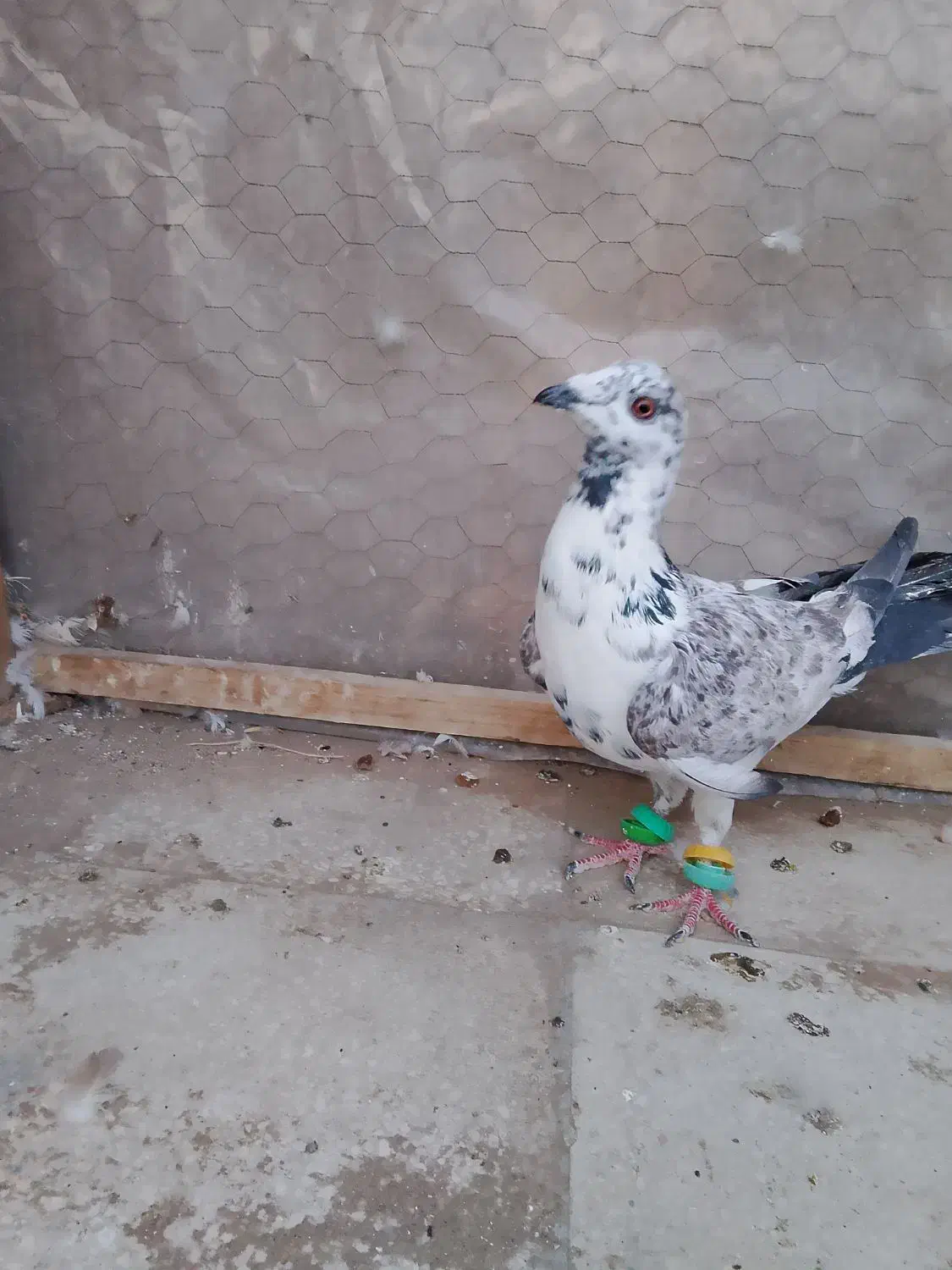 کبوتر|پرنده|سبزوار, ابوریحان|دیوار