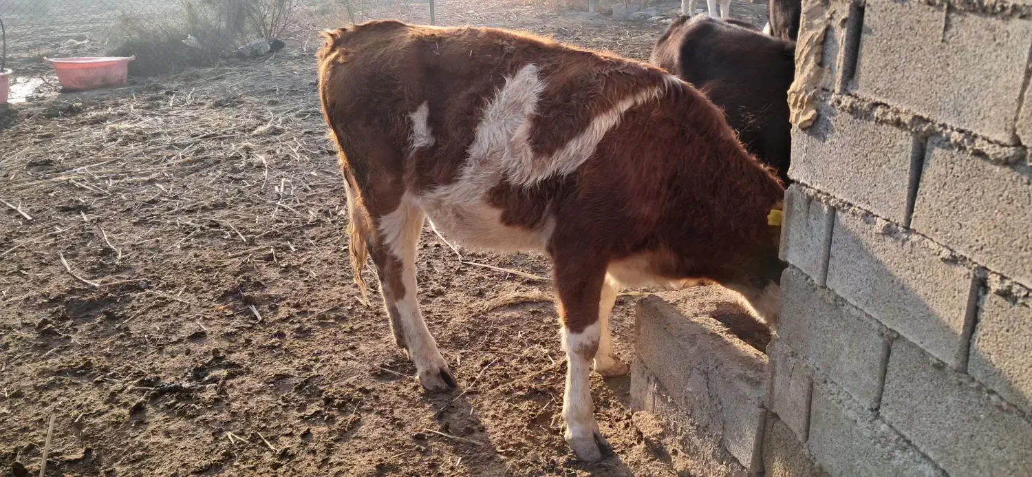 گاو و گوساله|حیوانات مزرعه|سوسنگرد, |دیوار