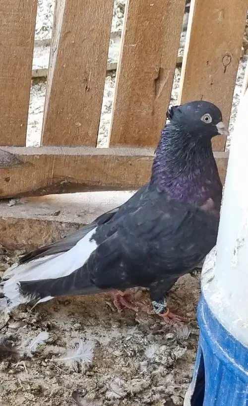 کبوتر دم سفید،طوقی،کله،مسافتی،ساده|پرنده|مشهد, هفده شهریور|دیوار