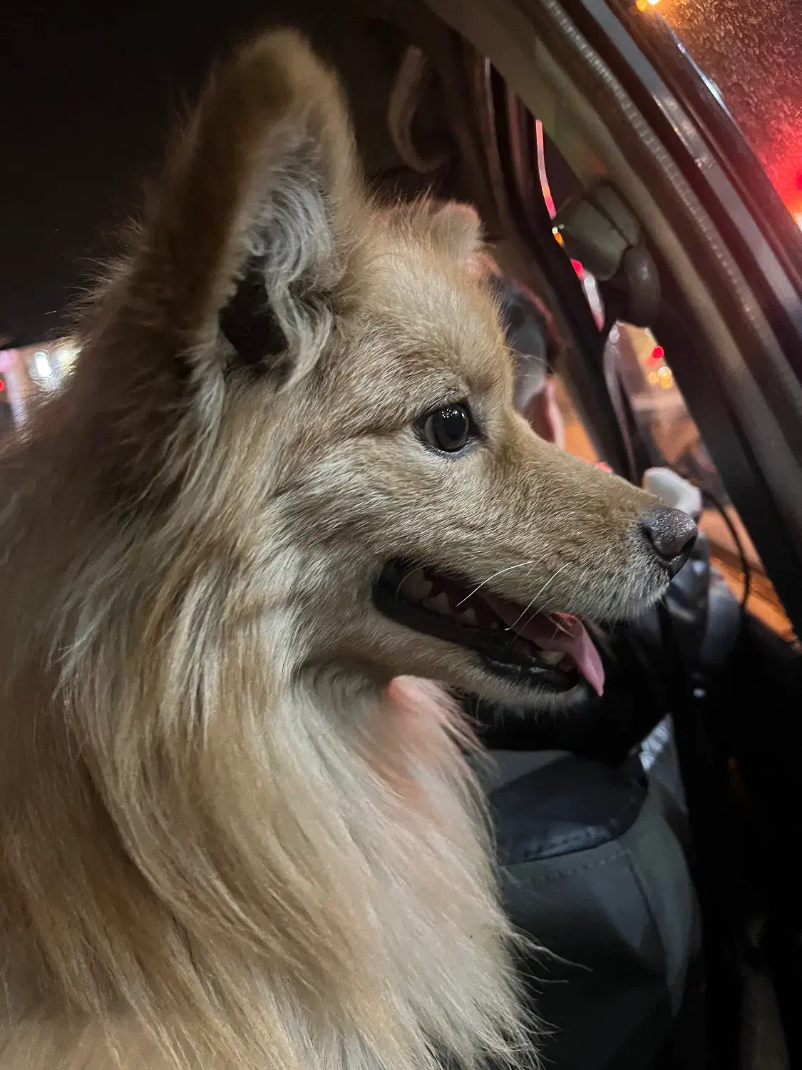 پیدا شده|حیوانات|کرج, اصفهانی‌ها|دیوار