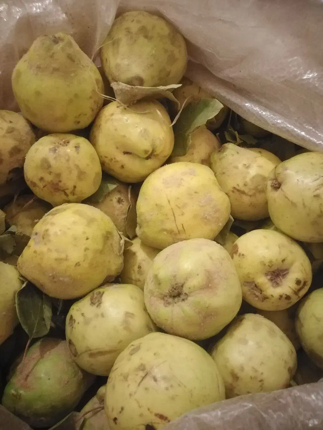 به تازه چیده شده سرحدی|خوردنی و آشامیدنی|لنده, |دیوار