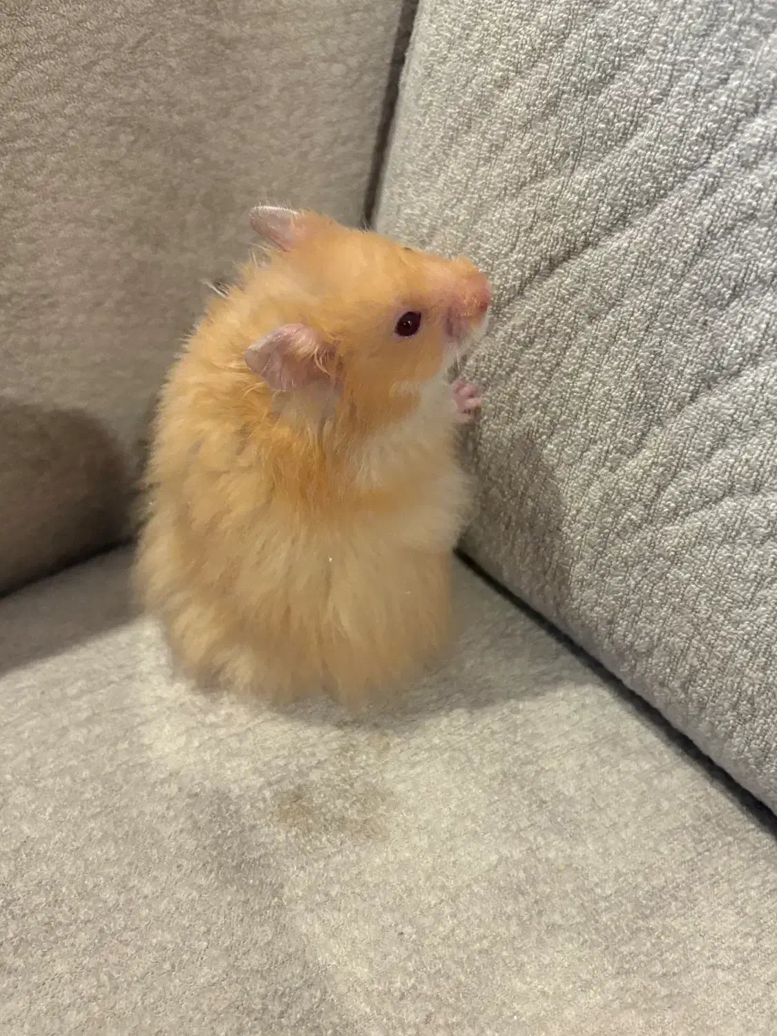 فروش همستر|موش و خرگوش|رشت, گلباغ نماز|دیوار