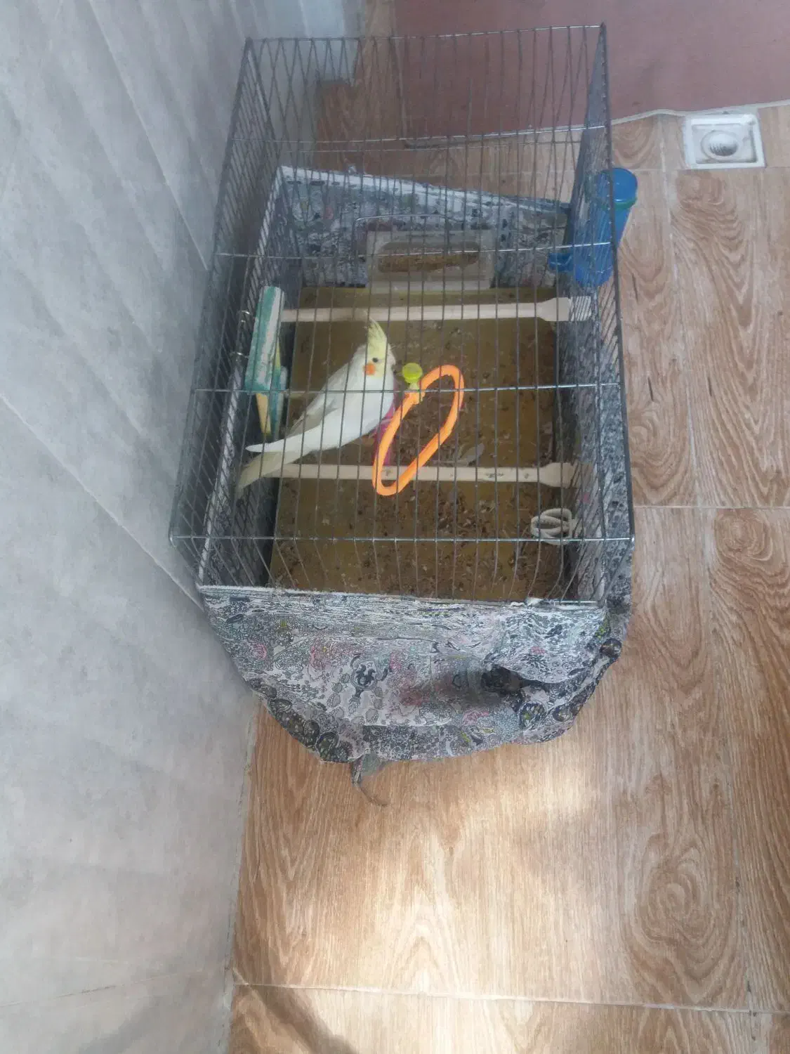 فروش عروس هلندی نر دستی|پرنده|گلپایگان, |دیوار