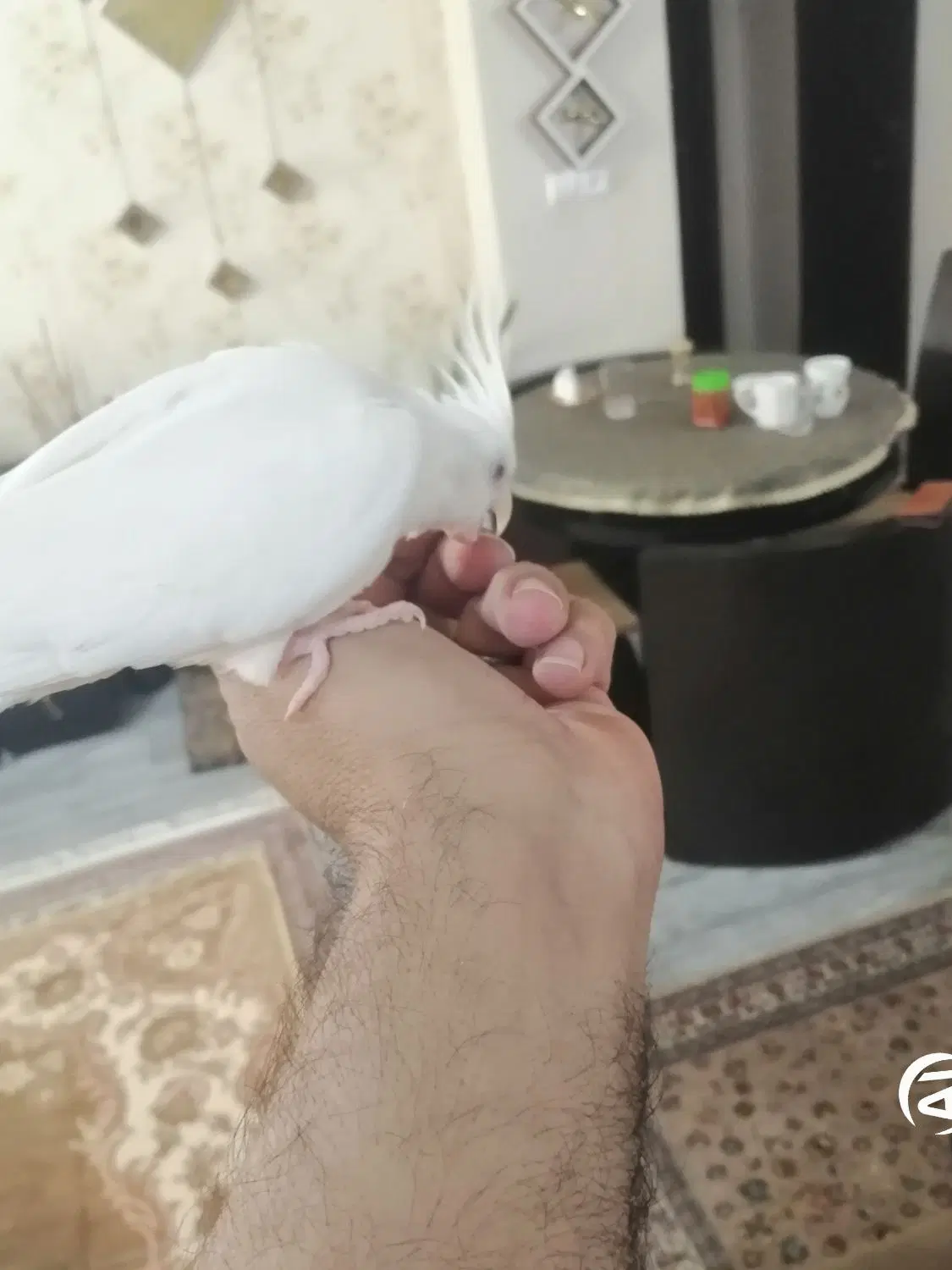 عروس هلندی نر و ماده بالغ|پرنده|تهران, قصر فیروزه ۱|دیوار