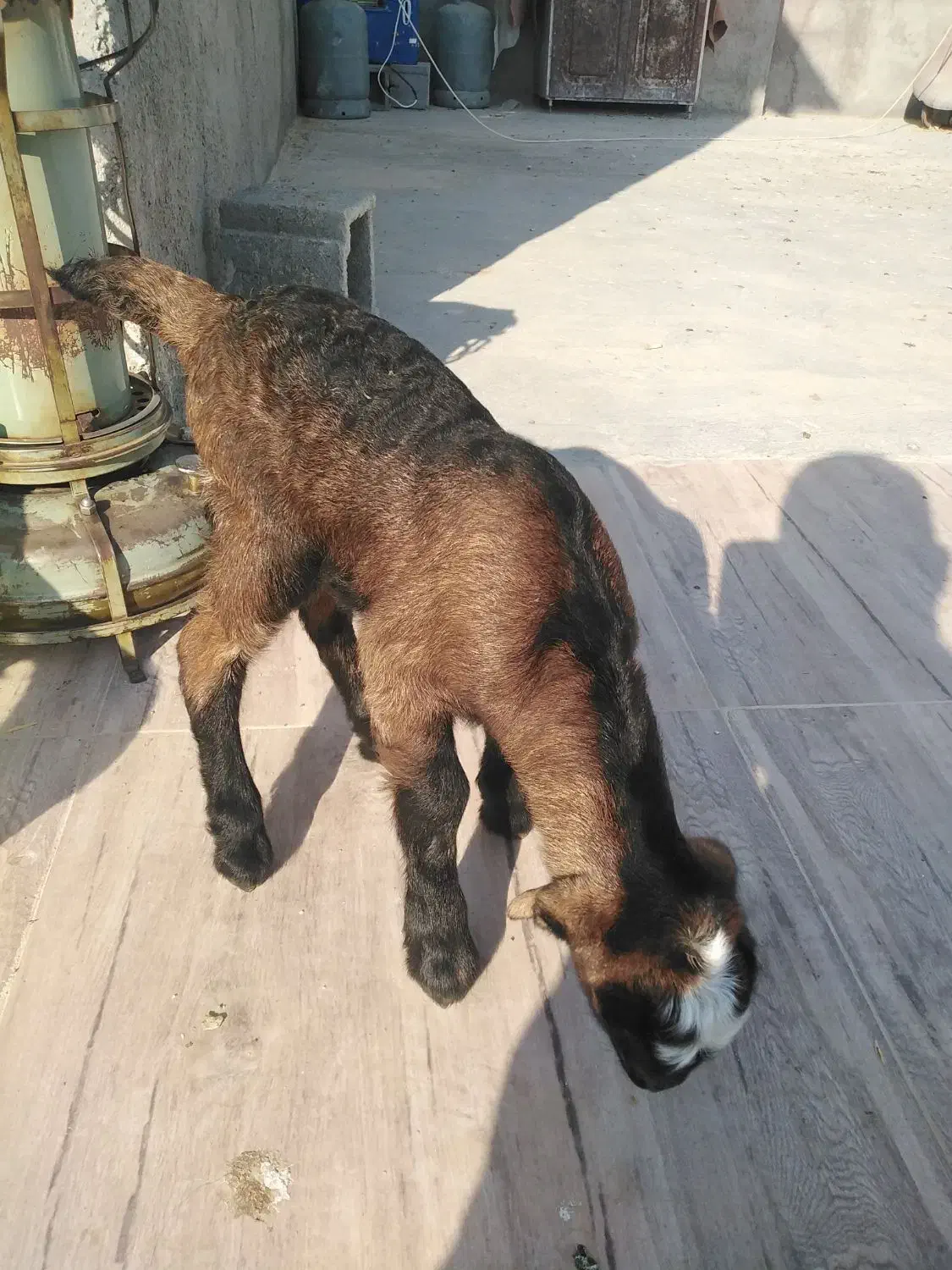 کهره شیری|حیوانات مزرعه|مرودشت, دولت آباد|دیوار