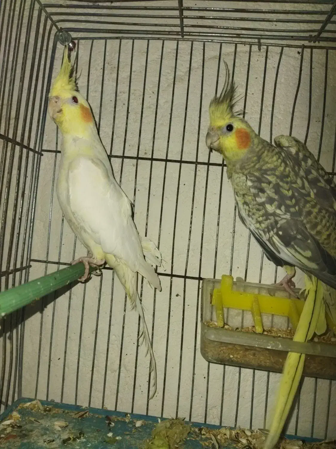 عروس|پرنده|ویلکیج, |دیوار