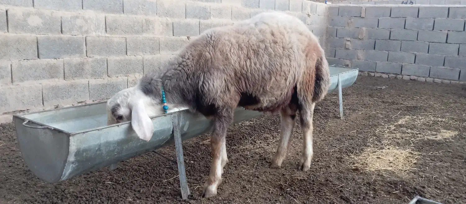 بره قوچی|حیوانات مزرعه|انبارآلوم, |دیوار