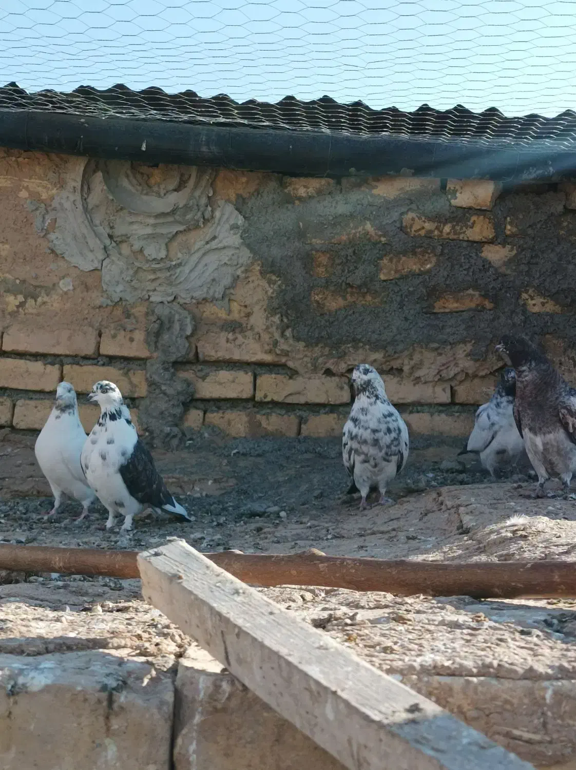 کبوترپرشی|پرنده|فرمهین, |دیوار