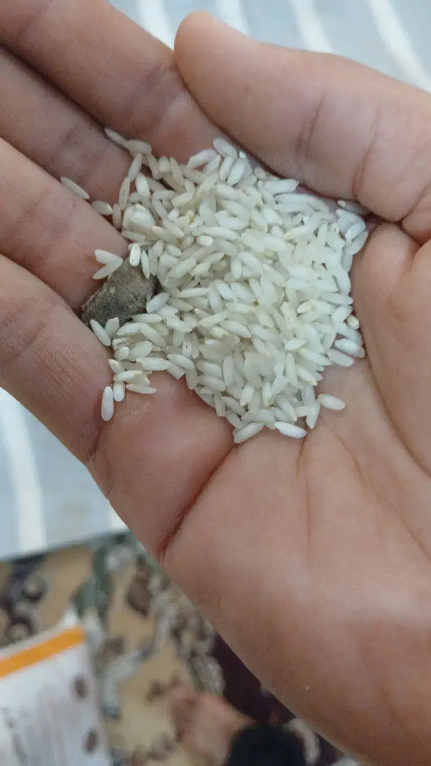 برنج عنبر بو|خوردنی و آشامیدنی|شوشتر, |دیوار