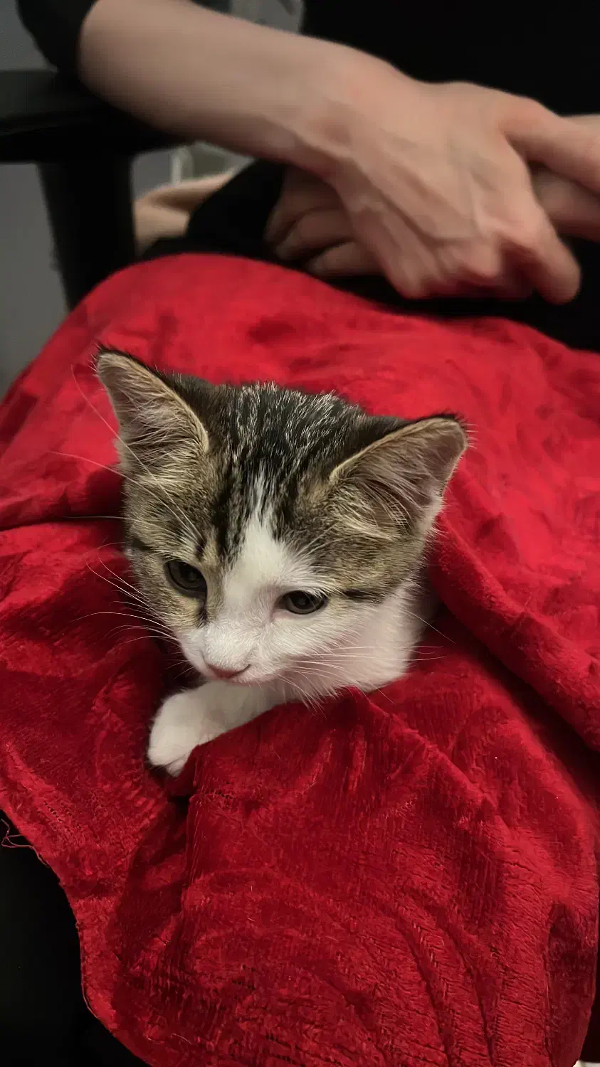 واگذاری گربه|گربه|ارومیه, |دیوار