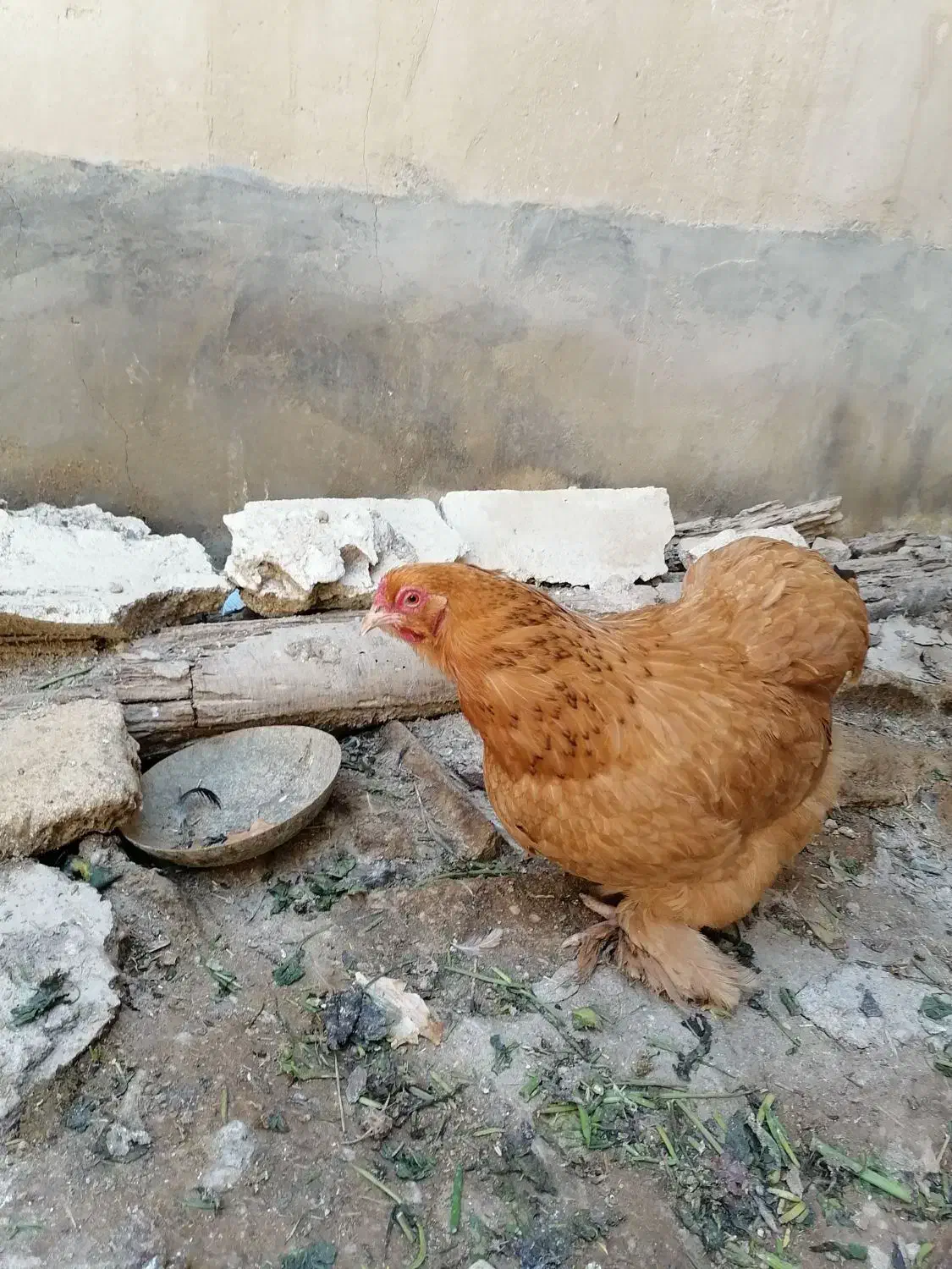 مرغ برهما|حیوانات مزرعه|گراش, |دیوار