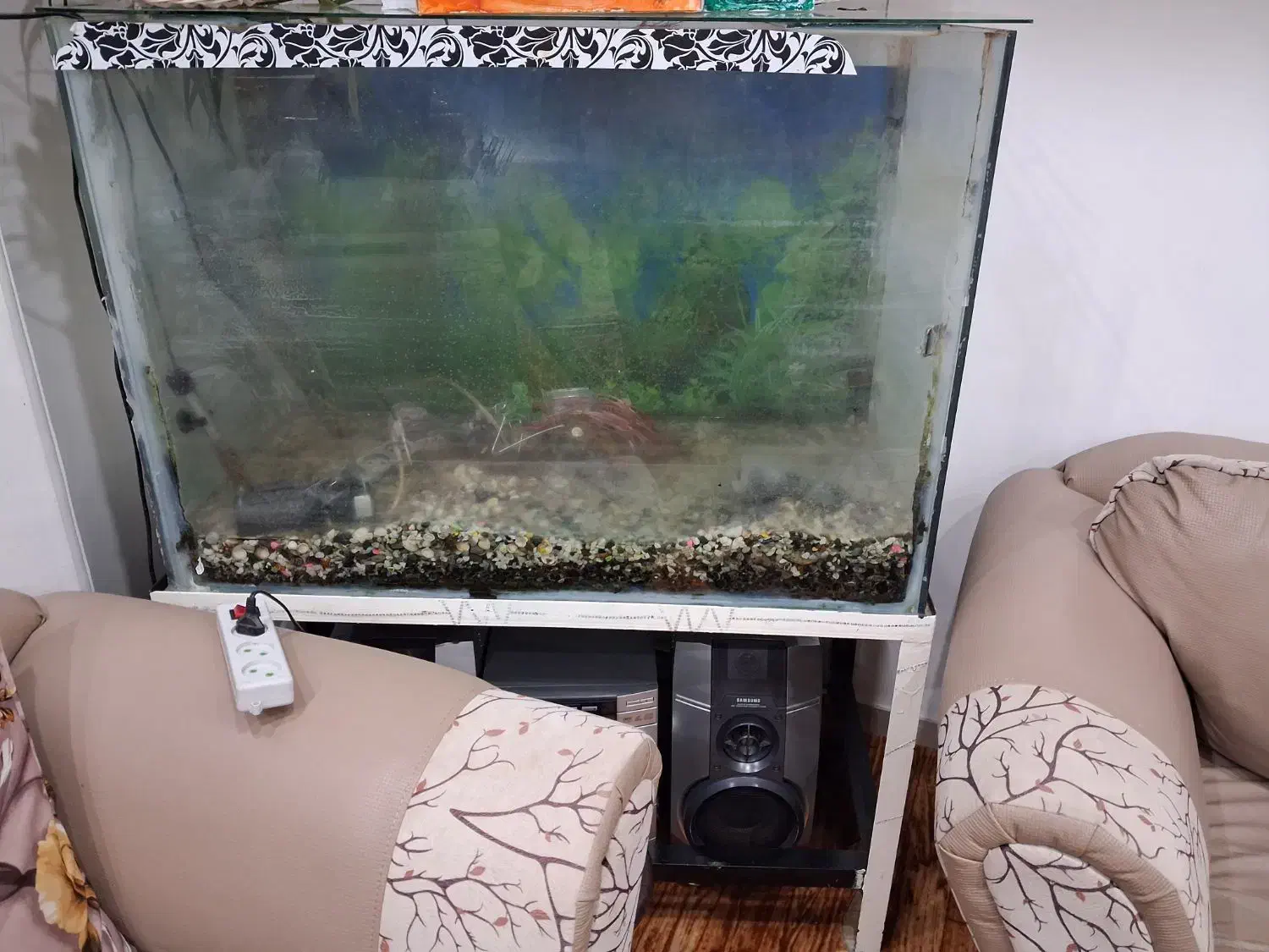 اکواریون|ماهی|لنگرود, |دیوار