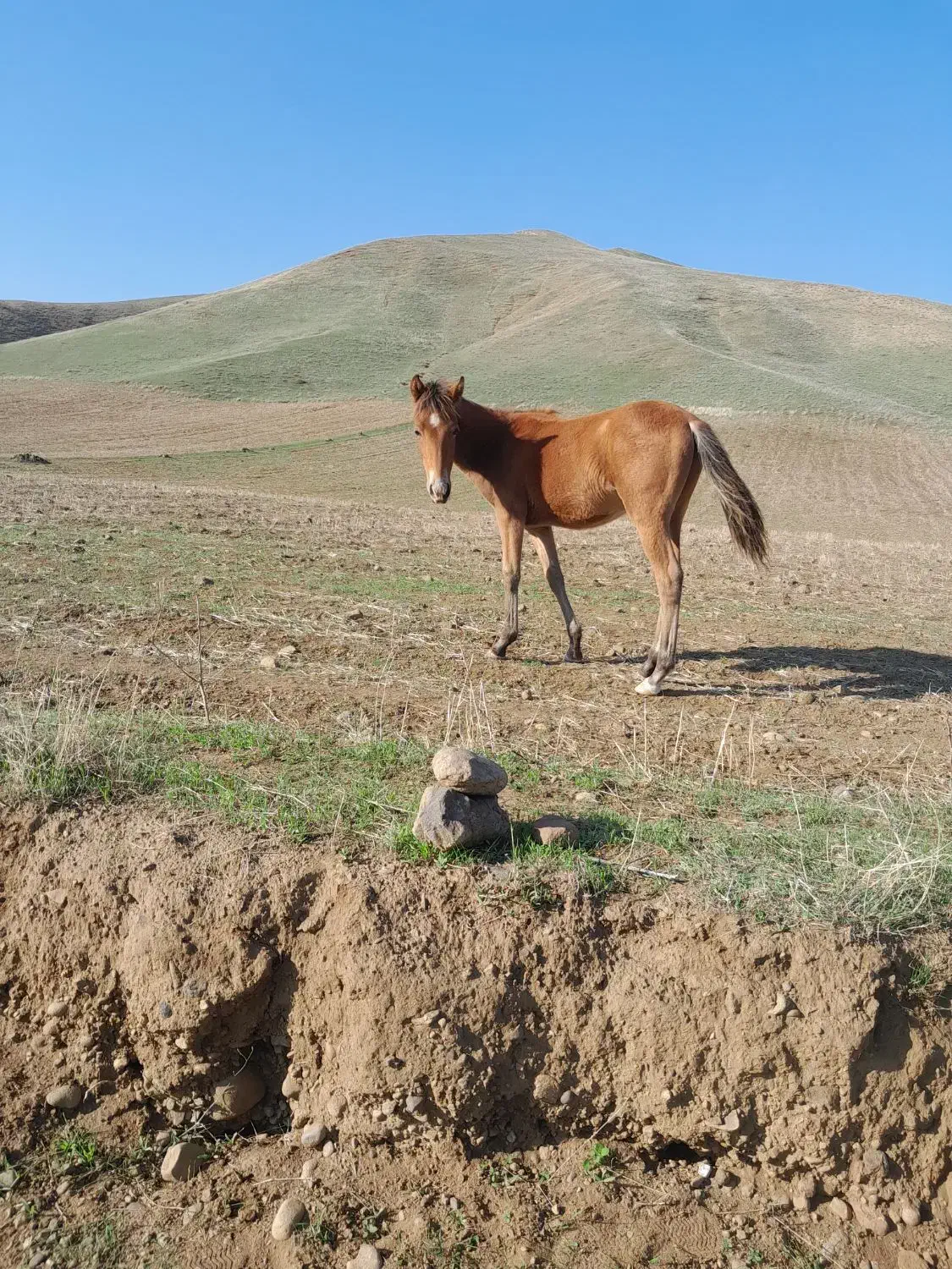 اسب 5ماهه|حیوانات مزرعه|دره رود, |دیوار