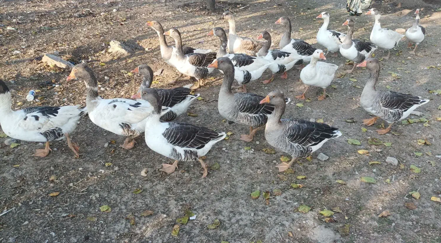 غاز طبیعی بزرگ شده در طبیعت|حیوانات مزرعه|قشلاق دشت, |دیوار