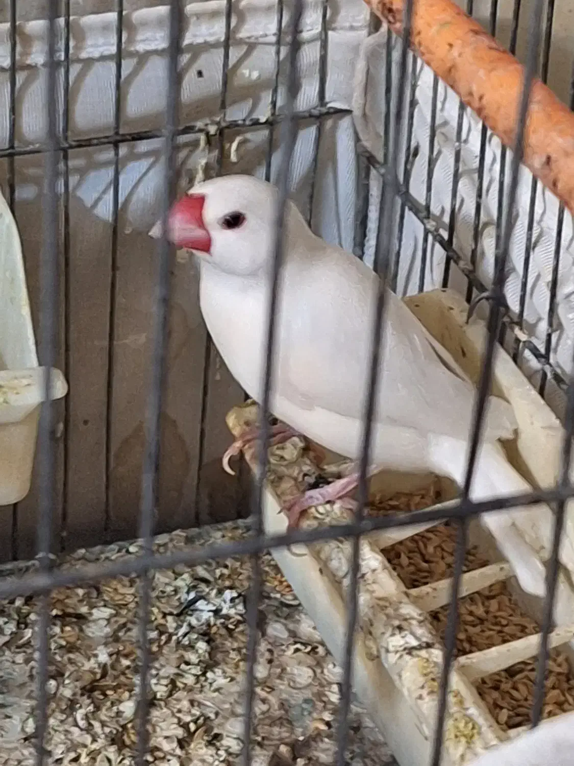 فنچ نرگسی قفس عینک ریش تراش موزر دکوری  فلش صندلی|پرنده|ارومیه, |دیوار