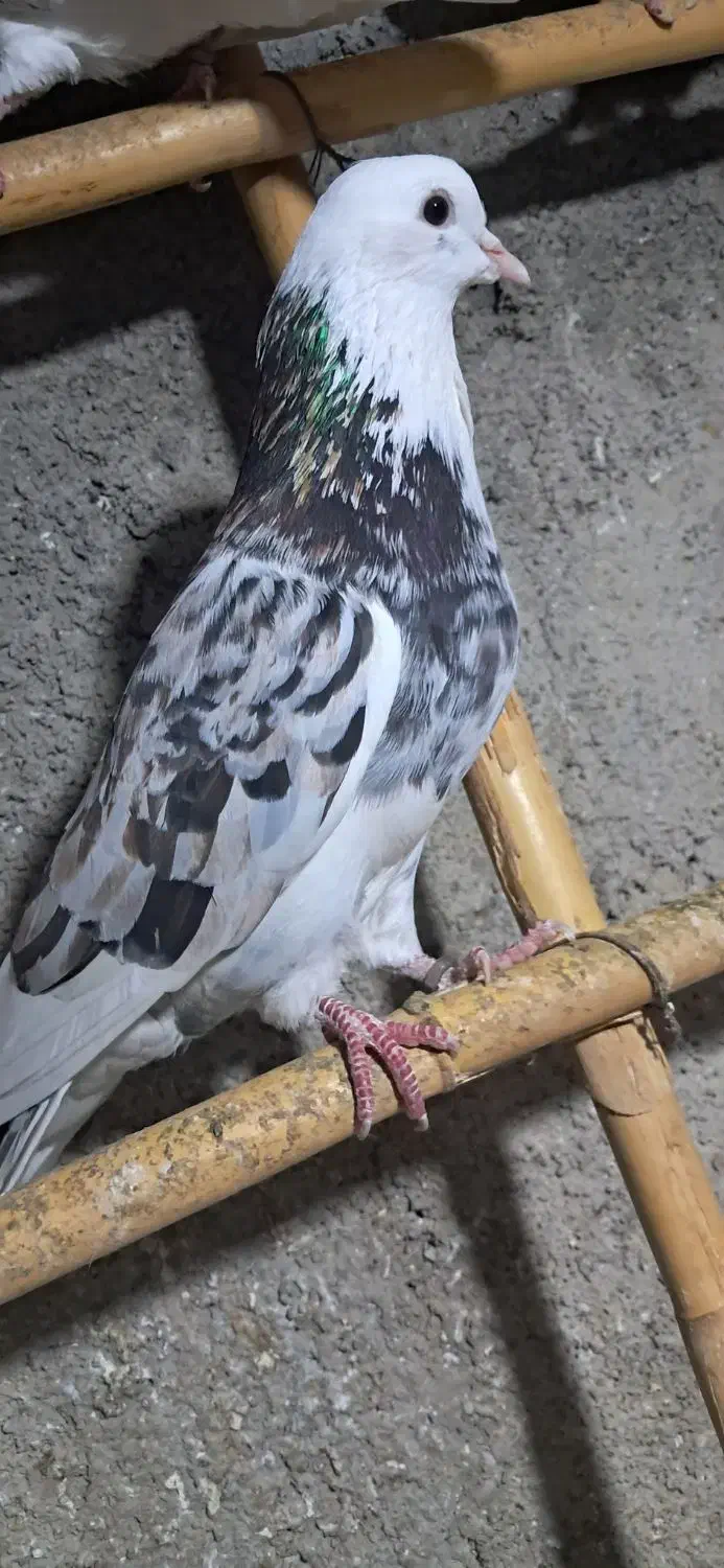 کبوترهای زیبا هم زمینی هم هوایی|پرنده|سرخنکلاته, |دیوار