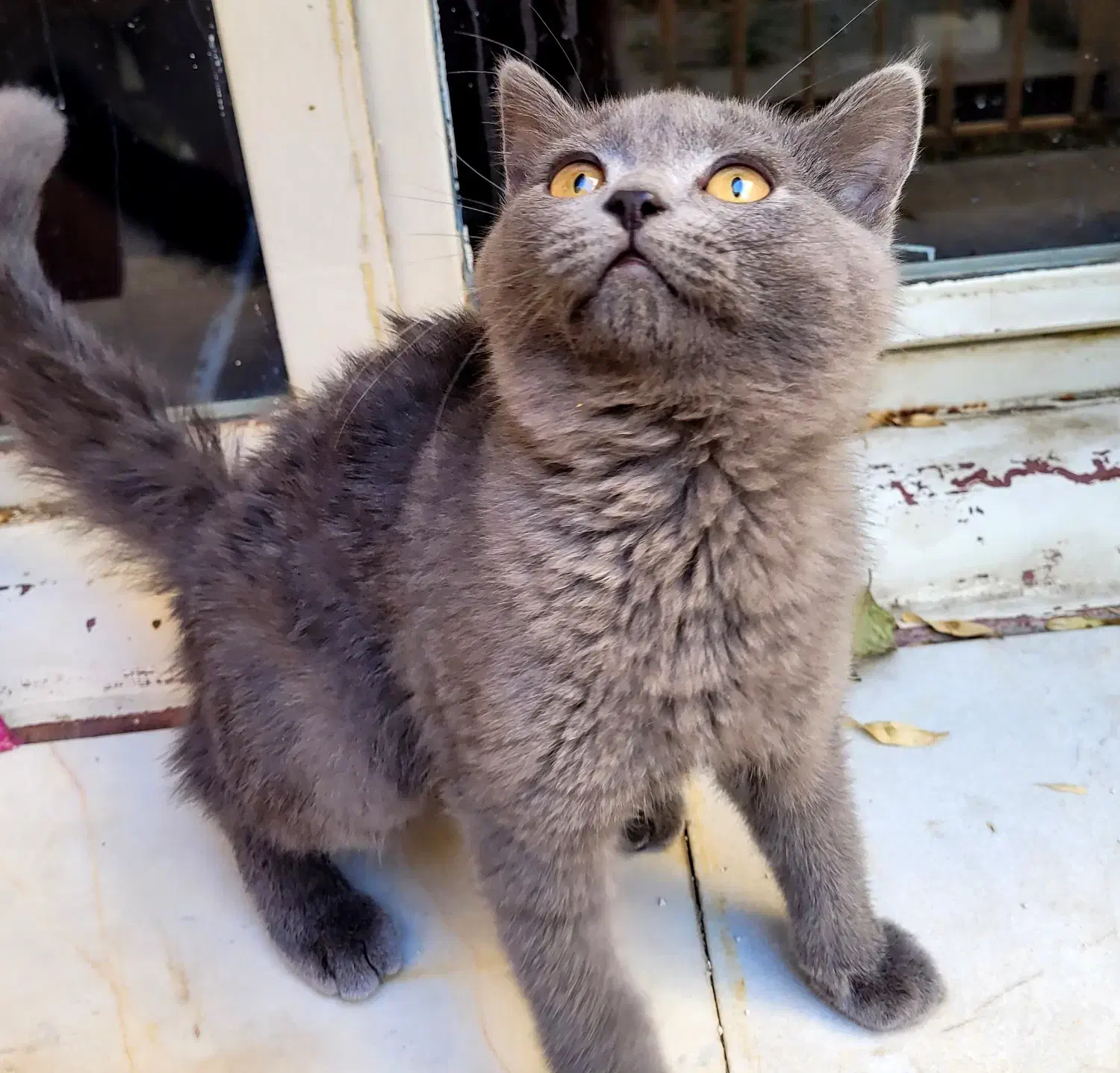 بچه گربه های سه ماهه اسکاتیش اصیل(نر و ماده)|گربه|همدان, |دیوار