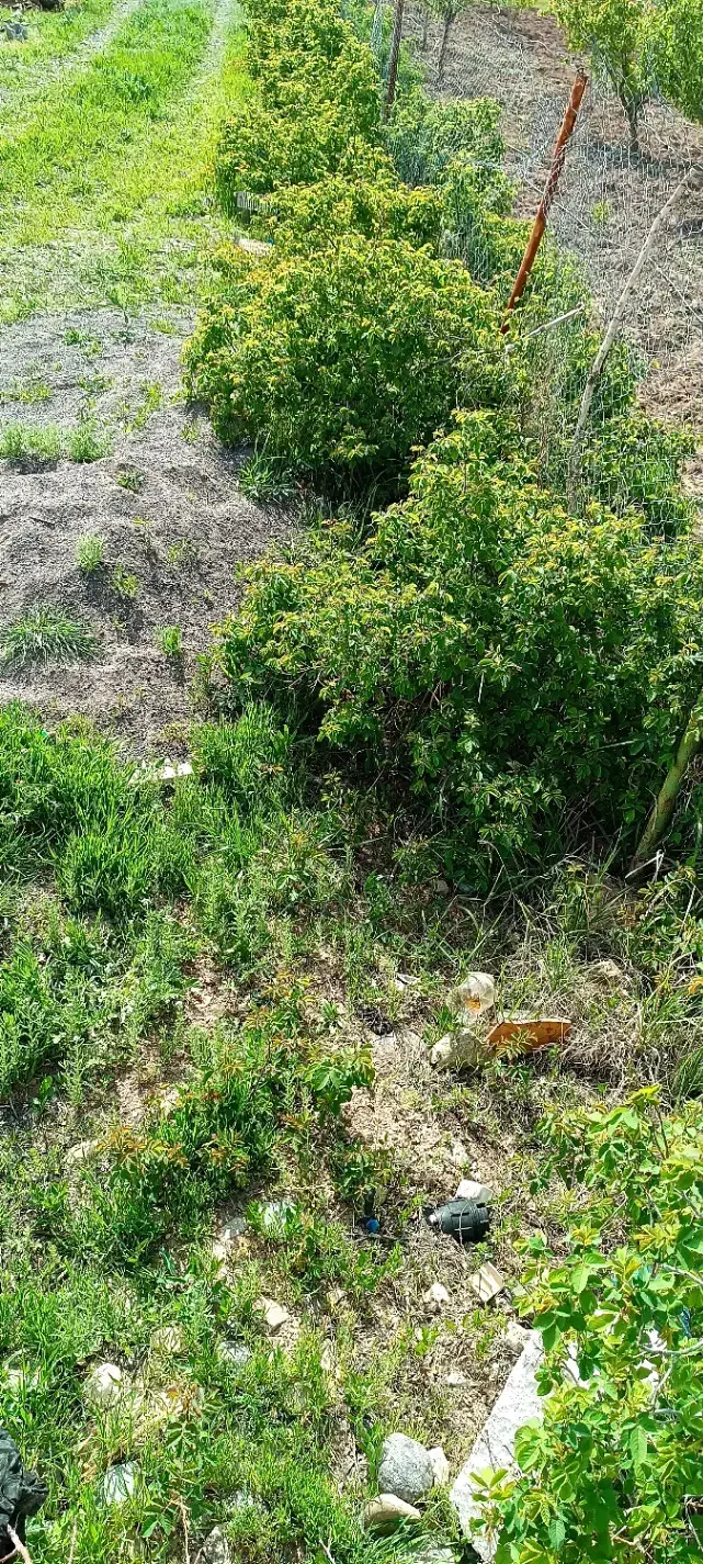 باغ2200متری|فروش خانه و ویلا|میانه, |دیوار