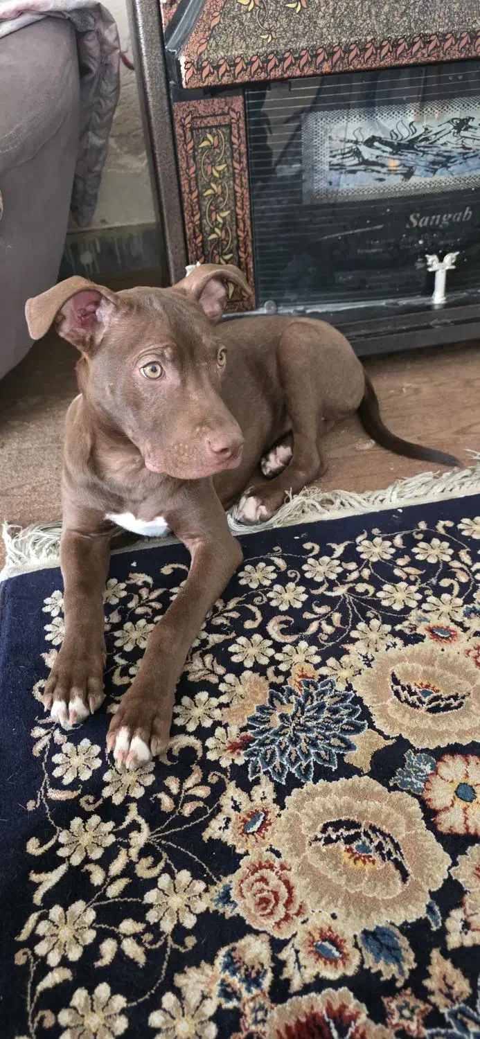 پیت بول ماده|سگ|شاهین‌شهر, شهرک گلدیس|دیوار