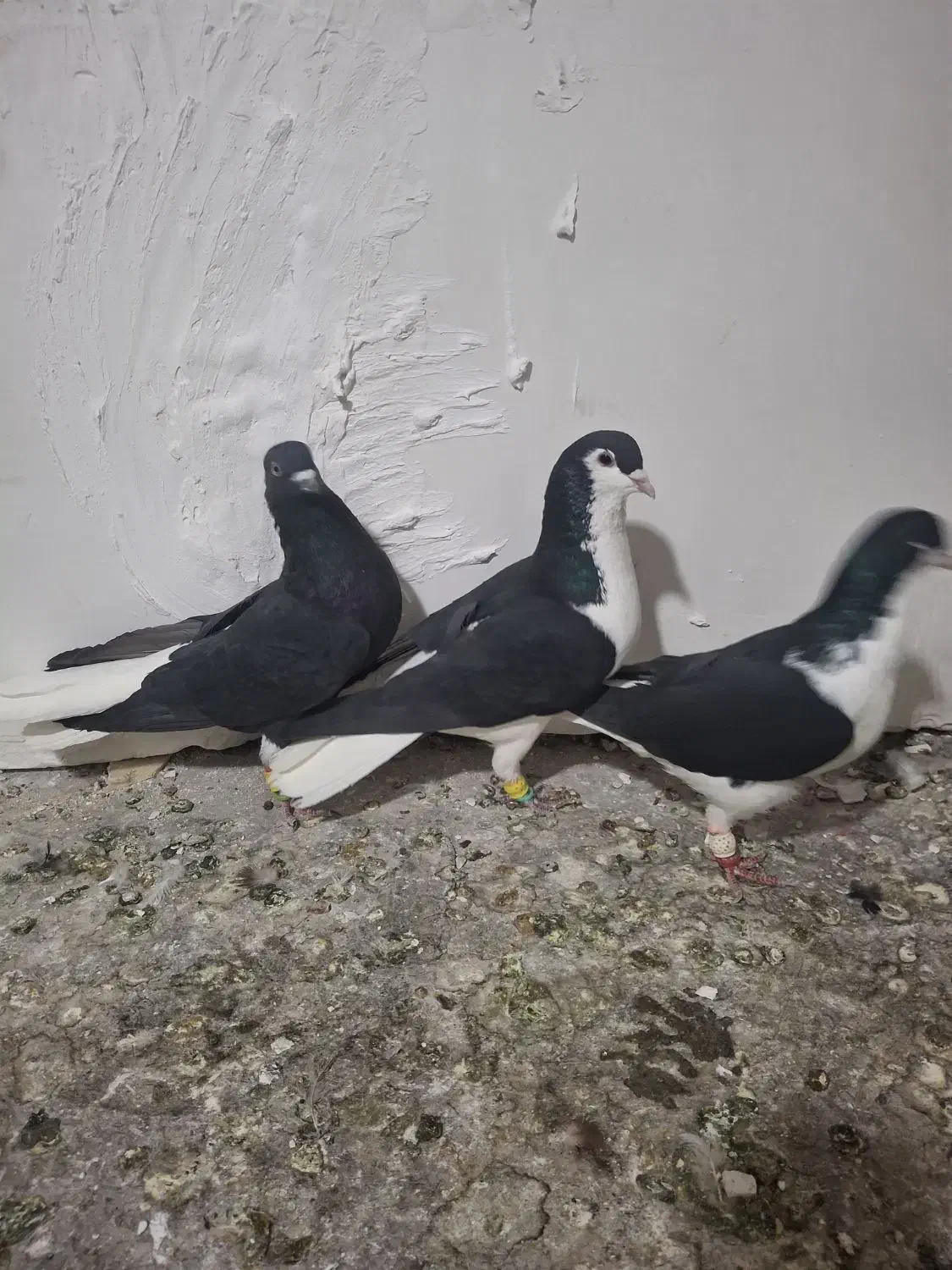 پرنده|پرنده|قزوین, |دیوار