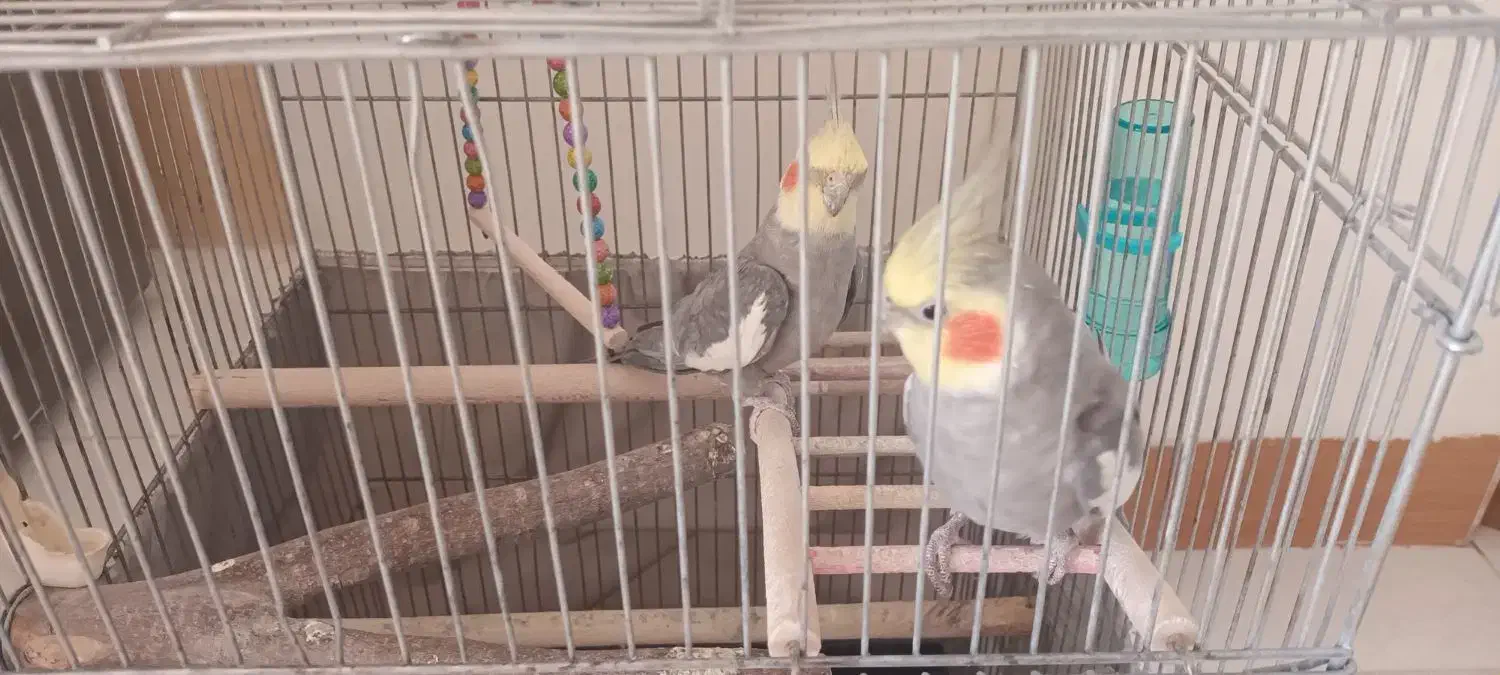 عروس هلندی|پرنده|مشهد, رضاییه|دیوار