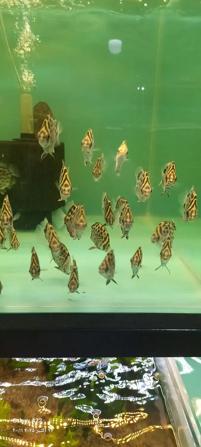 ماهی زینتی|ماهی|اسلامشهر, مطهری|دیوار