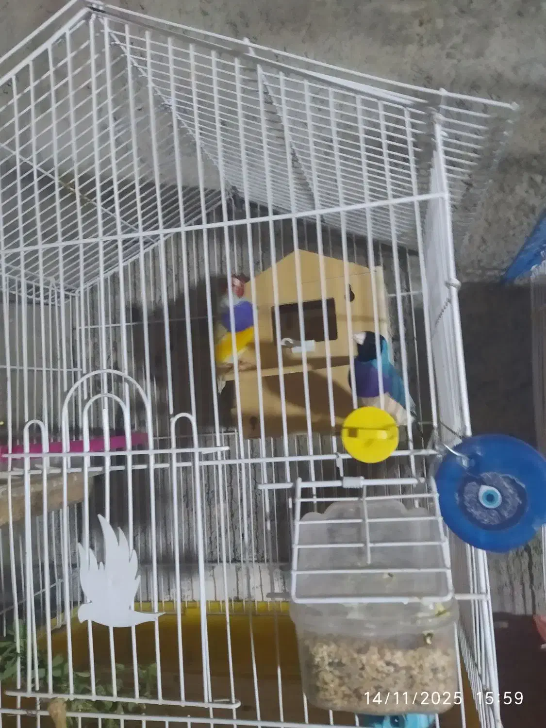 کبوتر فنچ|پرنده|زابل, |دیوار