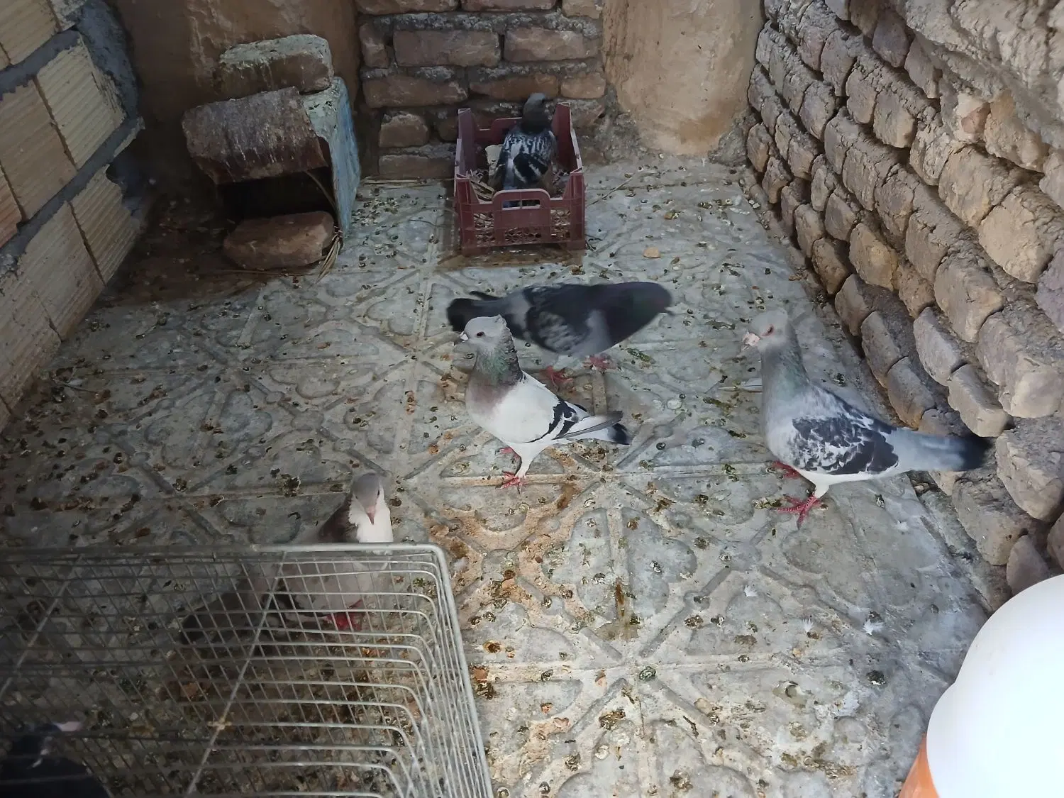 پرنده|پرنده|بم, |دیوار