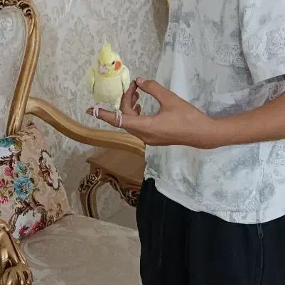 عروس هلندی|پرنده|اردبیل, |دیوار