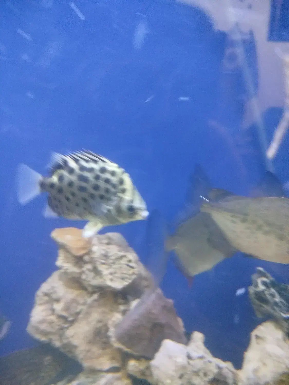 سیلور اسکات|ماهی|ری, سیزده آبان|دیوار