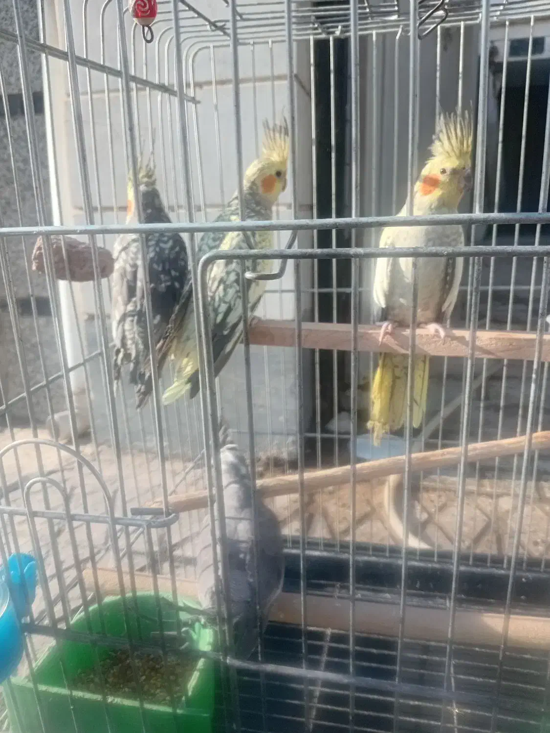 شش عدد عروس  هلندی  سالم وسرحال|پرنده|اسلام‌شهر, شهرک توحید|دیوار