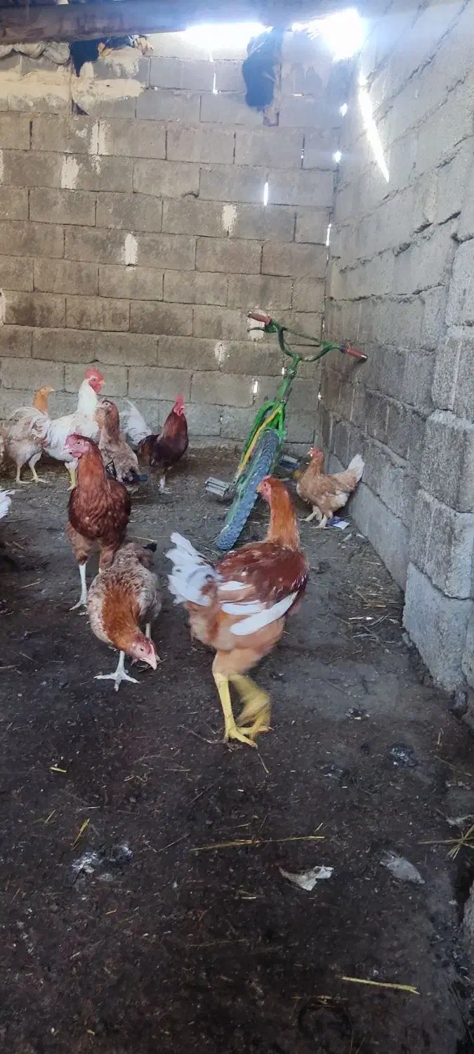 مرغ محلی|حیوانات مزرعه|تاتار علیا, |دیوار