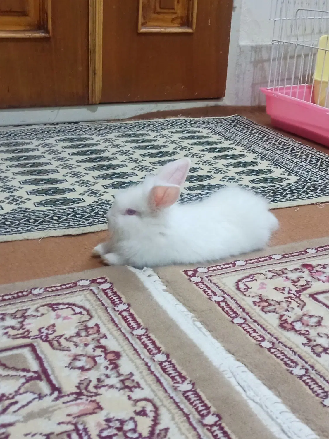 خرگوش|موش و خرگوش|مشهد, شهرک بهارستان|دیوار