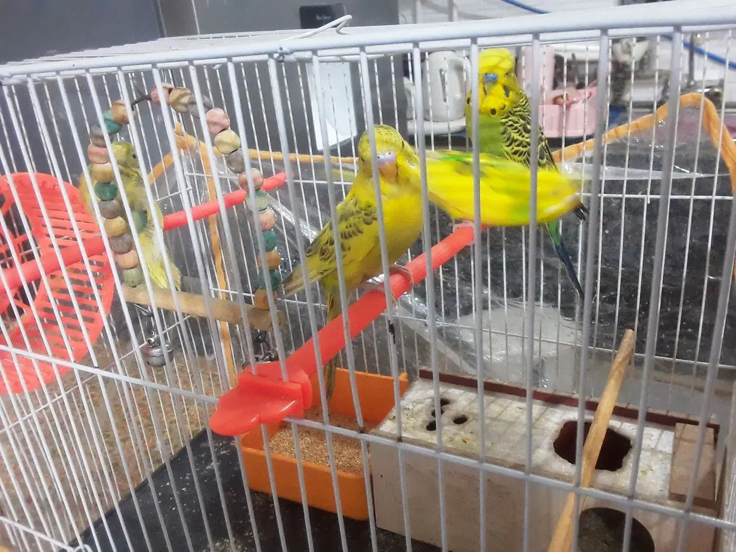 مرغ عشق|پرنده|اصفهان, فجر|دیوار