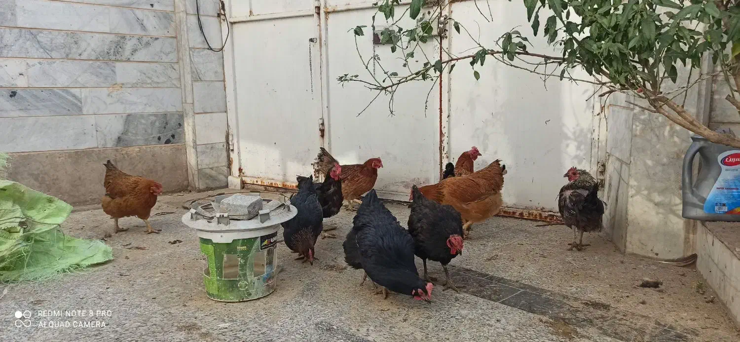 مرغ وخروس محلی همه جوان تازه به تخم آمده|حیوانات مزرعه|بیرجند, |دیوار